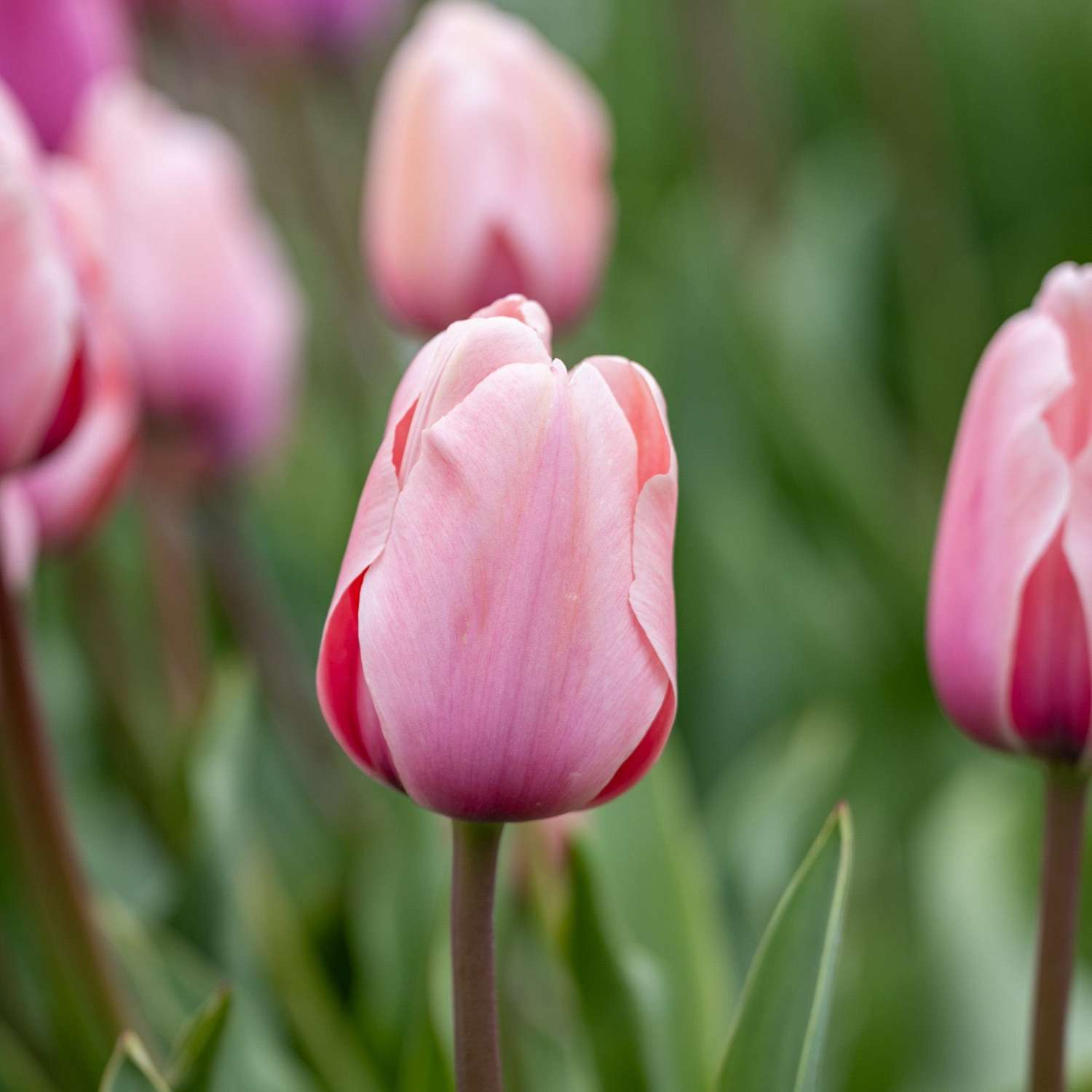 Tulpe 'Salmon Impression' - Tulipaner